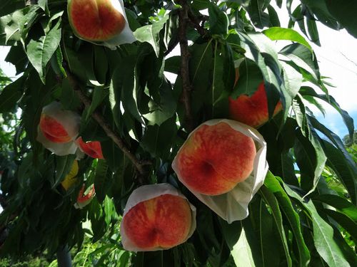 妻と日帰りで桃狩り人気のおすすめスポット山梨御坂の桃を食べ放題