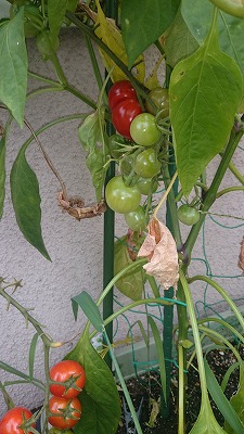 ミニトマト、やっと収穫